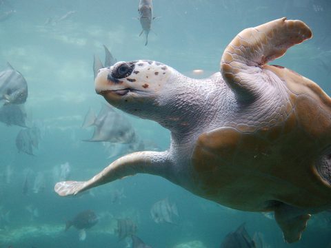 Unechte Karettschildkröte