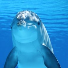 Delfin unter Wasser lächelt Betrachter an