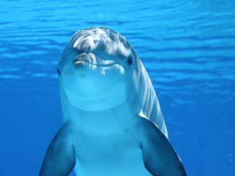 Delfin unter Wasser lächelt Betrachter an