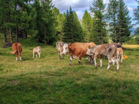 Kühe und Rinder auf einer Weide vor Tannen