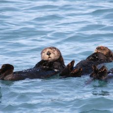 Seeotter in Monterey Bay.