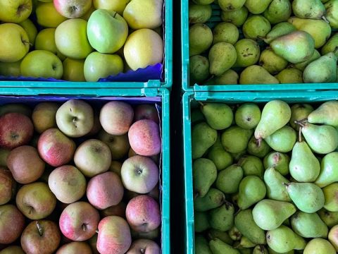 Äpfel und Birnen in Kartons