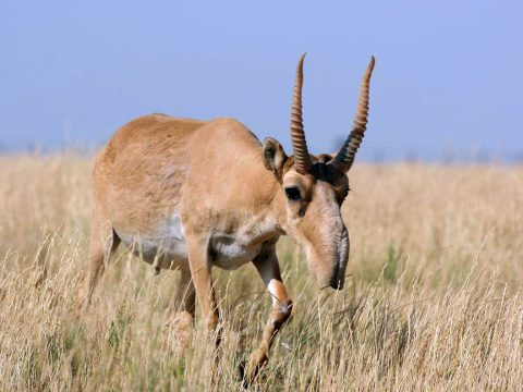 Saiga-Antilopen-Männchen mit Geweih schaut Betrachter an in mongolischer Steppe