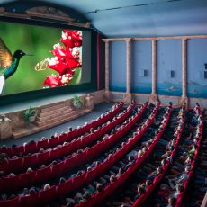 Blick in Kinosaal auf Publikum und Leinwand mit Film von Kolibti an roten BlÃ¼ten