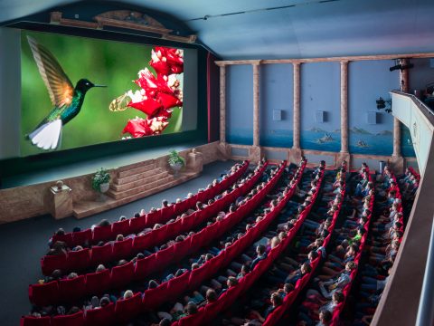 Blick in Kinosaal auf Publikum und Leinwand mit Film von Kolibti an roten Blüten