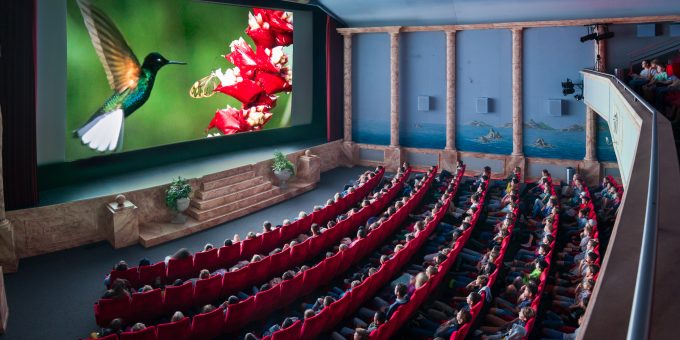 Blick in Kinosaal auf Publikum und Leinwand mit Film von Kolibti an roten Blüten