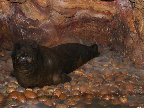 Mittelmeer-Mönchsrobbe in Bruthöhle