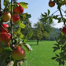 Apfelbäume auf Wiese, im Vordergrund Zweig mit reifen Äpfeln