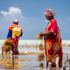Seetangernte auf Sansibar: Zwei afrikanische Frauen bei der Algenernte