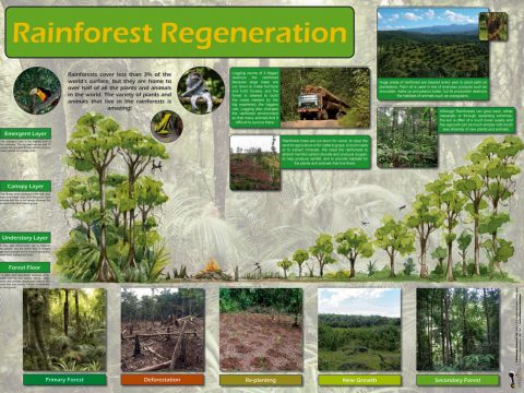 Rainforest Regeneration