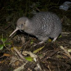 Junger Kiwi mit gepunktetem Gefieder in der Nacht