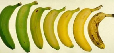 Bananen in zunehmendem Reifegrad angeordnet