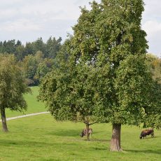 Kuhweide unter Hochstammbäumen namens Ottenbacher Schellerbirne