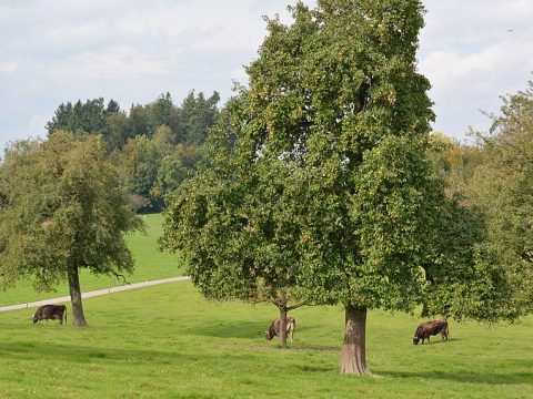 Kuhweide unter Hochstammbäumen namens Ottenbacher Schellerbirne