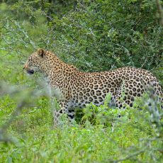 Leopard von der Seite, schaut nach links im grünen Gelände