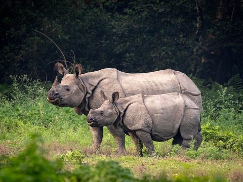 junges und erwachsenes Panzernashorn von der Seite in Gras
