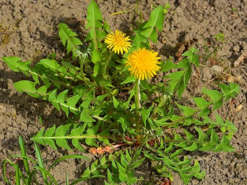 Löwenzahnpflanze mit zwei Blüten