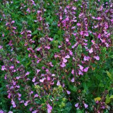 Busch Edelgamander, eine einheimische Wildpflanze mit violetten Blüten, die Insekten anziehen