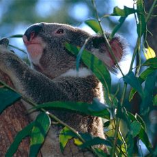 Kopf und linke Vorderpfote eines Koalas, der in Baum sitzt und nach links schaut