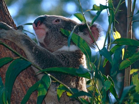 Kopf und linke Vorderpfote eines Koalas, der in Baum sitzt und nach links schaut