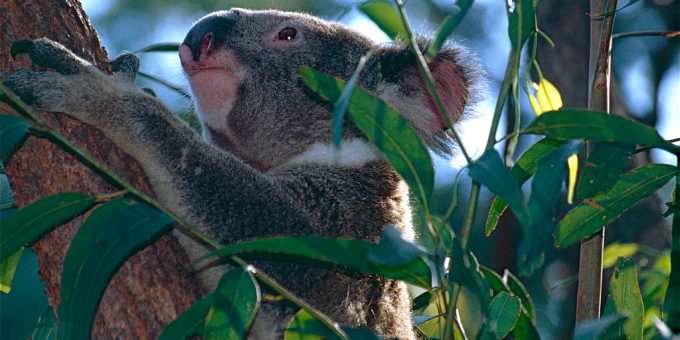 Kopf und linke Vorderpfote eines Koalas, der in Baum sitzt und nach links schaut