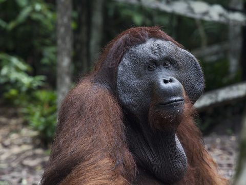 Porträt eines Orang-Utans in Nationalpark auf Borneo