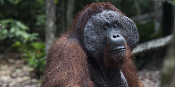 Porträt eines Orang-Utans in Nationalpark auf Borneo