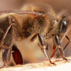 Grossaufnahme einer Dunklen Biene, seitlich