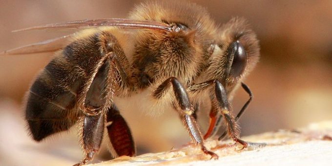 Grossaufnahme einer Dunklen Biene, seitlich