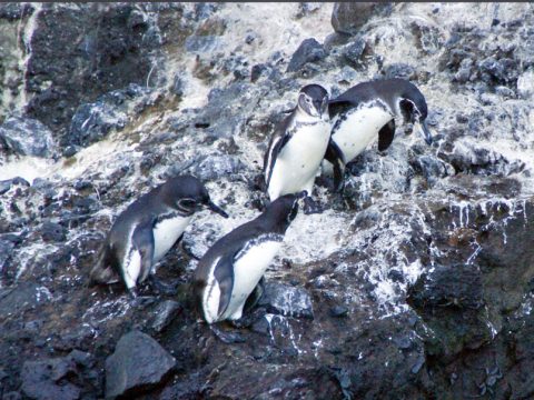 Galapagos penguin Isabela Tagus Cove