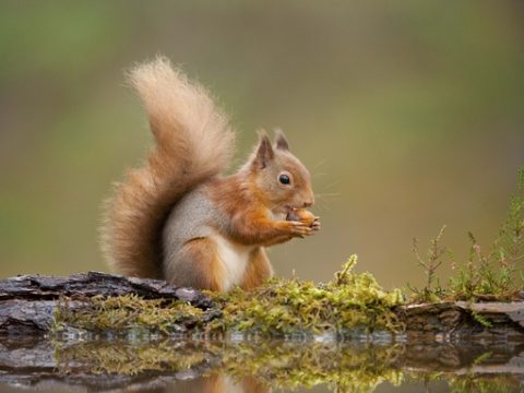 Red squirrel © Mark Hamblin/2020VISION