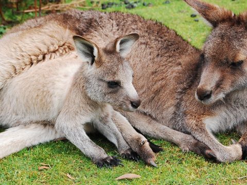 Känguru mit Baby (Quelle: pixabay)