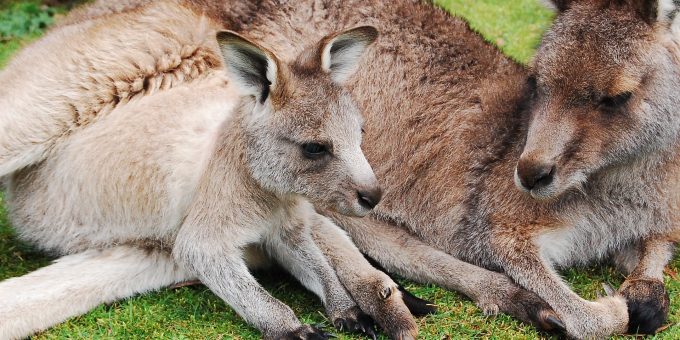 Känguru mit Baby (Quelle: pixabay)