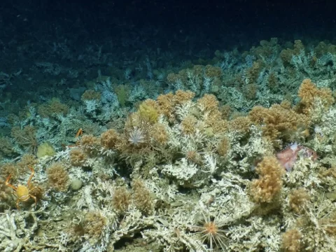 woods hole oceanographic institute