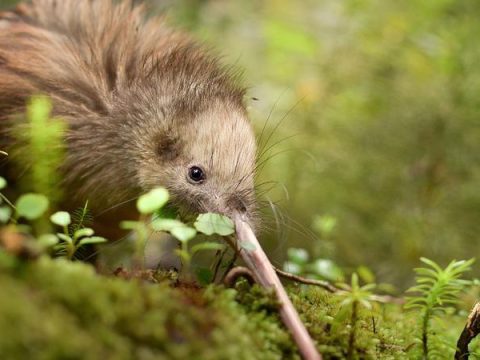 Photo: (c) NEIL HUTTON/DOC