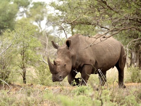 Bild: (c) pexels.com/Jan Venter