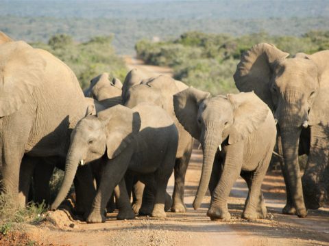 Bild: (c) pexels.com/Ted McDonnell