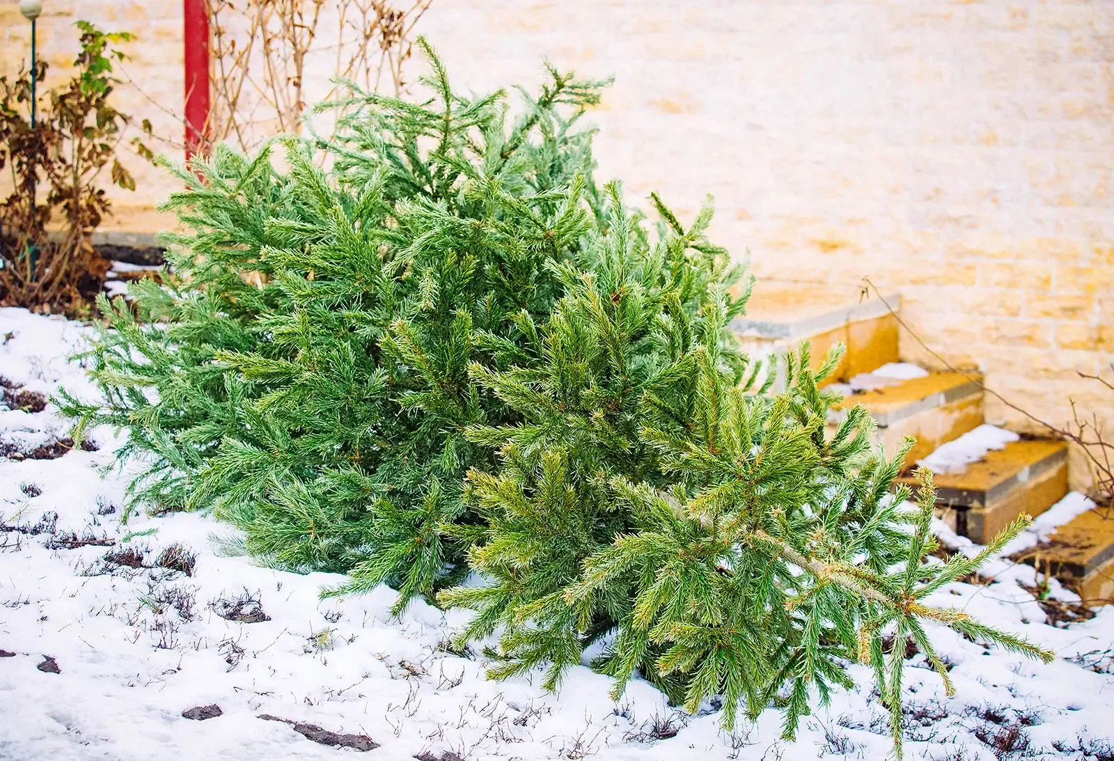 Richtiges Weihnachtsbaum recycling - Die Gute Minute