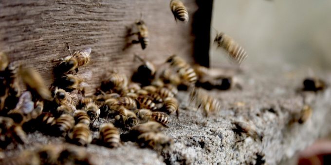 Peru schützt erstmals Bienen als Rechtssubjekte