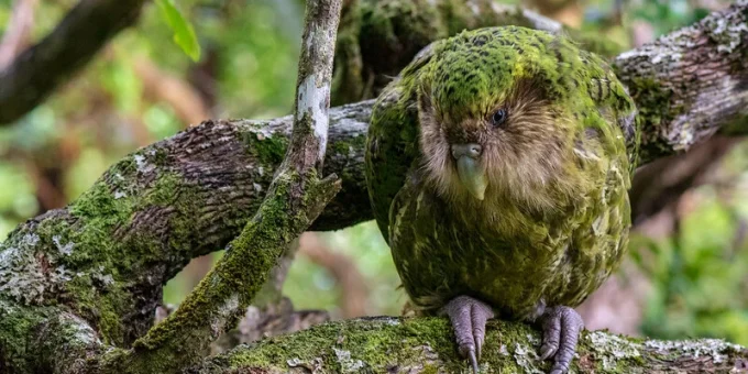 Hope for New Zealand’s Kakapo