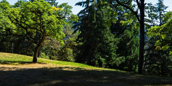 Miniwälder stärken das Stadtklima