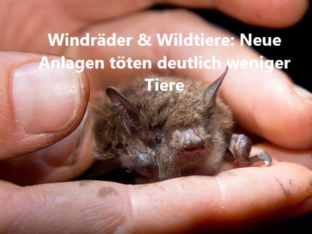 Windräder & Wildtiere: Neue Anlagen töten deutlich weniger Tiere