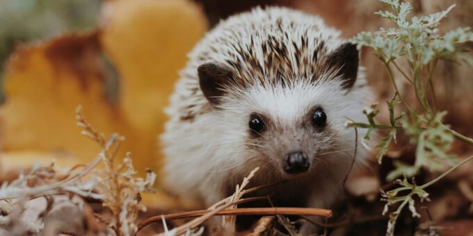 Deutschland zählt Igel und Maulwürfe